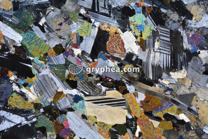 Gabbro LPA x3,5 - gryphea.com